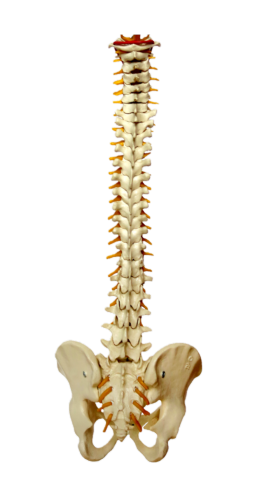 [Coluna_vertebral]